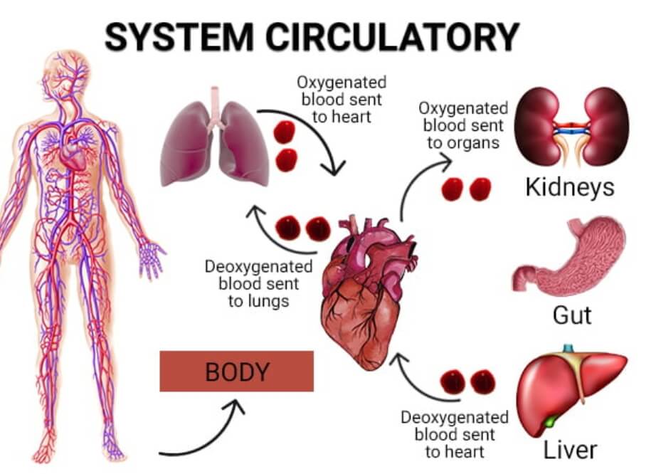 Medical diagram of the human circulatory system illustrating healthy versus restricted blood flow. The main body maps red arteries and blue veins traveling to the extremities. Three callout boxes zoom in on blood vessels: 'Efficient Flow' shows a clear vessel with smooth arrows; 'Restricted Flow - PAD' shows plaque buildup narrowing the passageway; 'Venous Insufficiency' shows blood pooling backward past a weakened valve.